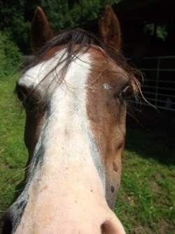 Equine assisted coaching or equine assisted therapy, helping with communication skills, self confidence and leadership development